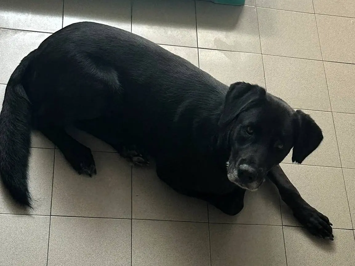 Adotta il cane ELIJA a Milano