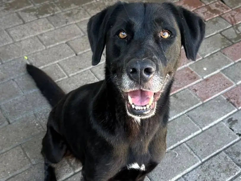 Adozione cane, femmina, Razza sconosciuta Razza sconosciuta, 5 anni e 11 mesi, taglia media, Milano