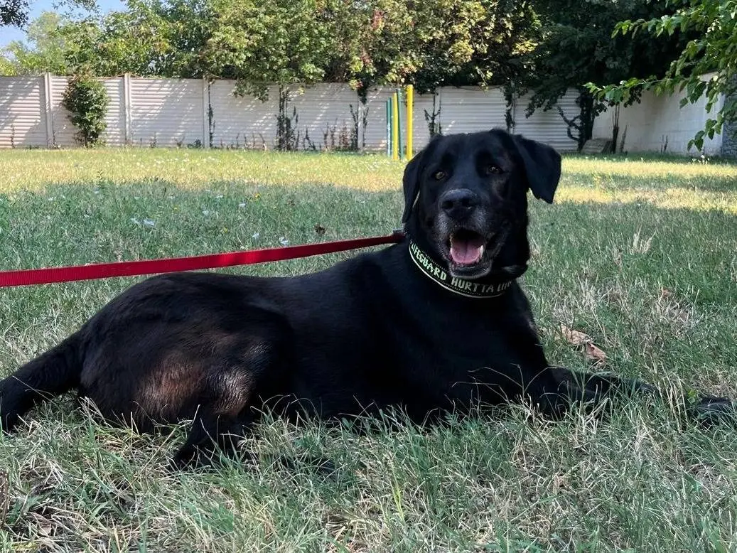 Adotta un cane, taglia media, femmina, Milano