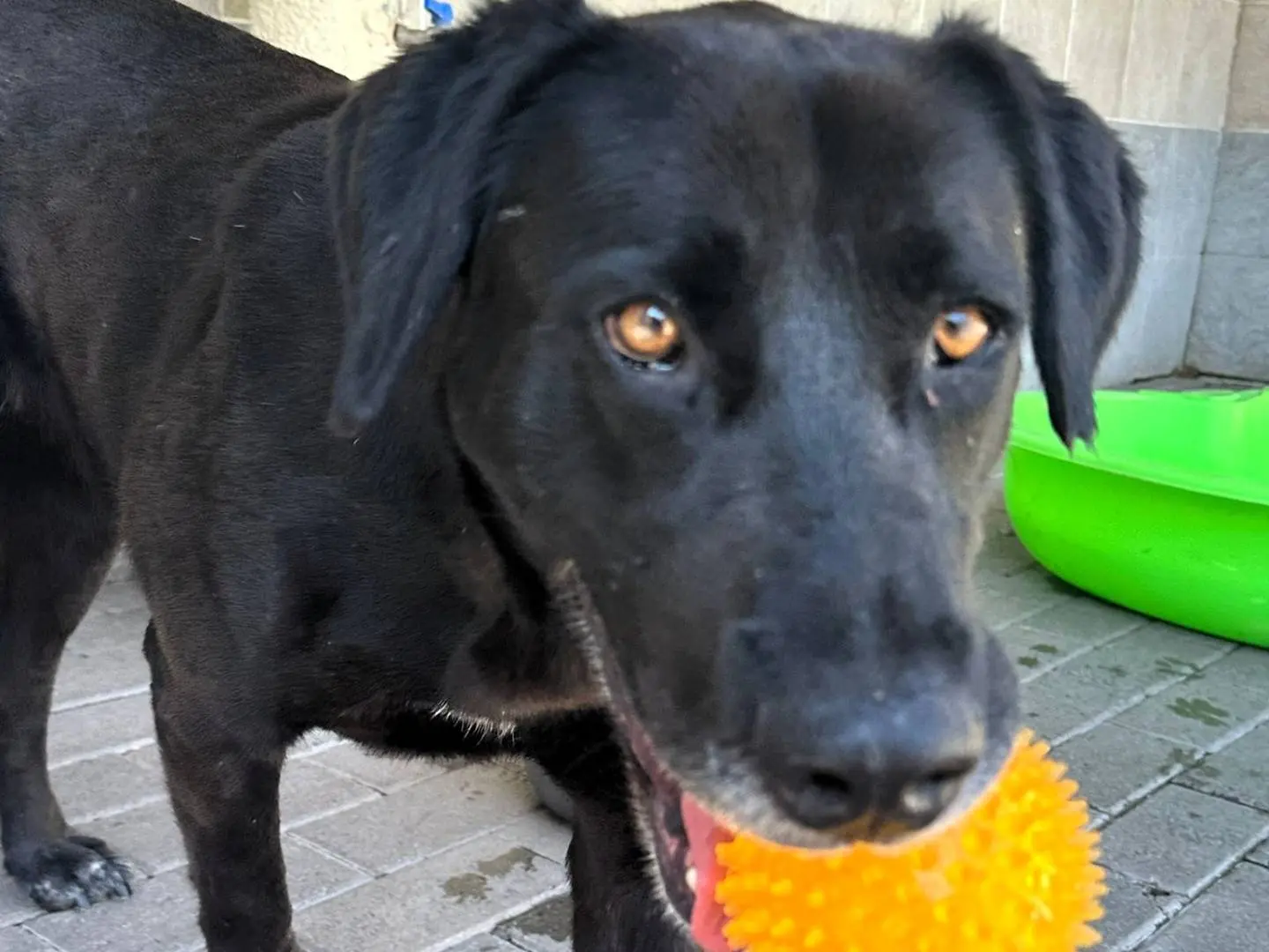 Vuoi adottare un cane a Milano?