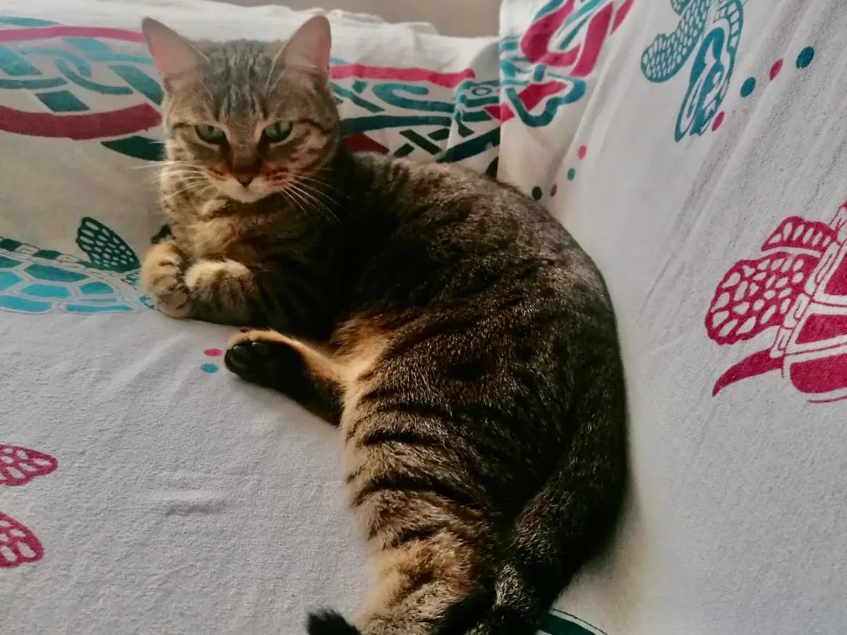 Adozione gatto, femmina, Razza sconosciuta Razza sconosciuta, 8 mesi, taglia non valida, Torino