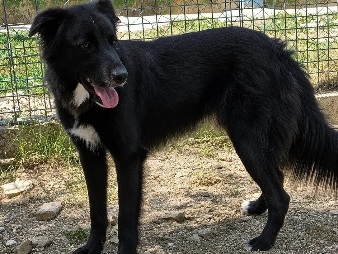 Adozione cane, maschio, Razza sconosciuta Razza sconosciuta, 3 anni e 5 mesi, taglia media, Frosinone