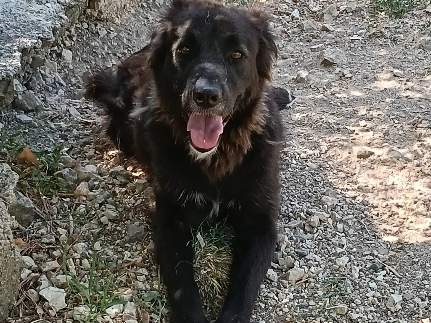 Adotta un cane, maschio, 3 anni e 5 mesi, Frosinone