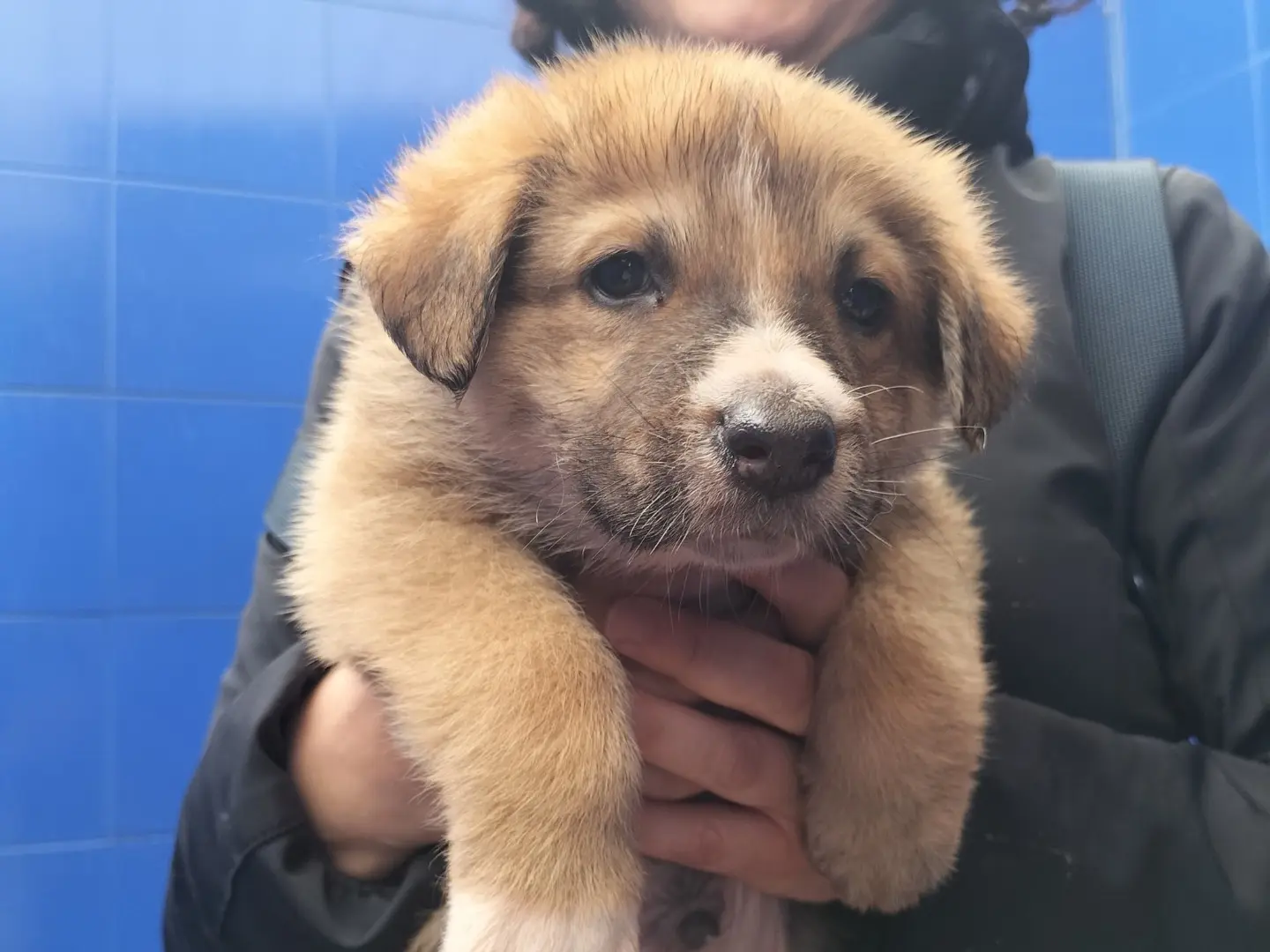 Adotta un cane, maschio, 1 anno e 8 mesi, Bari