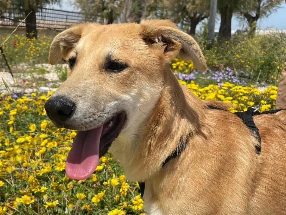 Adozione cane, maschio, Razza sconosciuta Razza sconosciuta, 1 anno e 8 mesi, taglia media, Bari