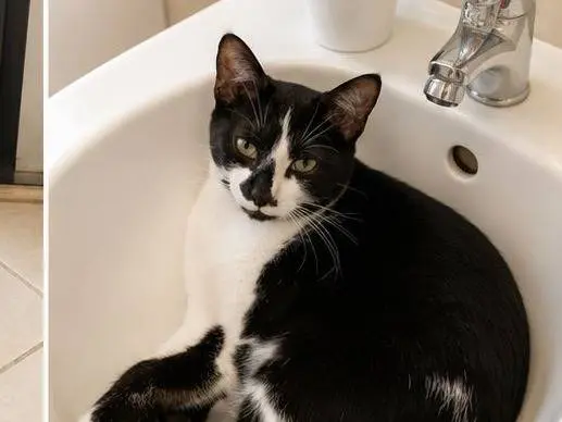 Adotta un gatto, femmina, 5 mesi, Catania