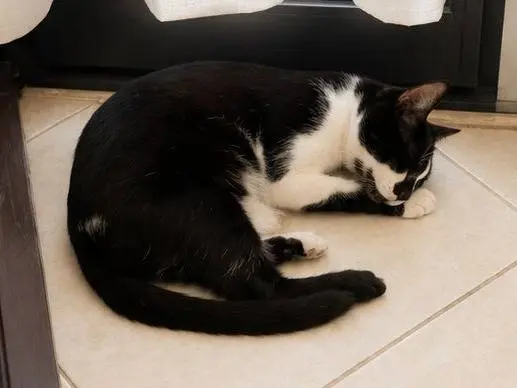Adotta un gatto, taglia non valida, femmina, Catania