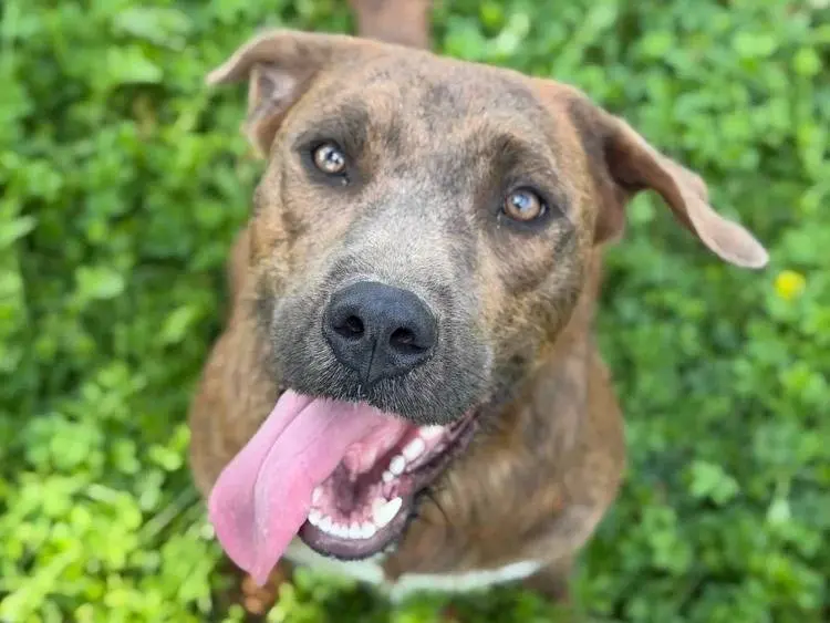 Adotta un cane, femmina, 1 anno e 4 mesi, Pavia