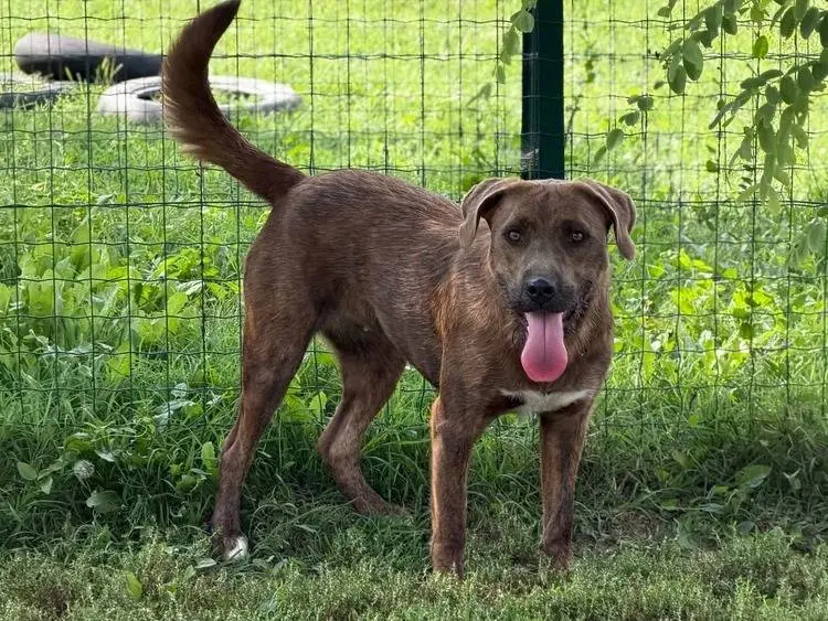 Adozione cane, femmina, Razza sconosciuta Razza sconosciuta, 1 anno e 4 mesi, taglia media, Pavia