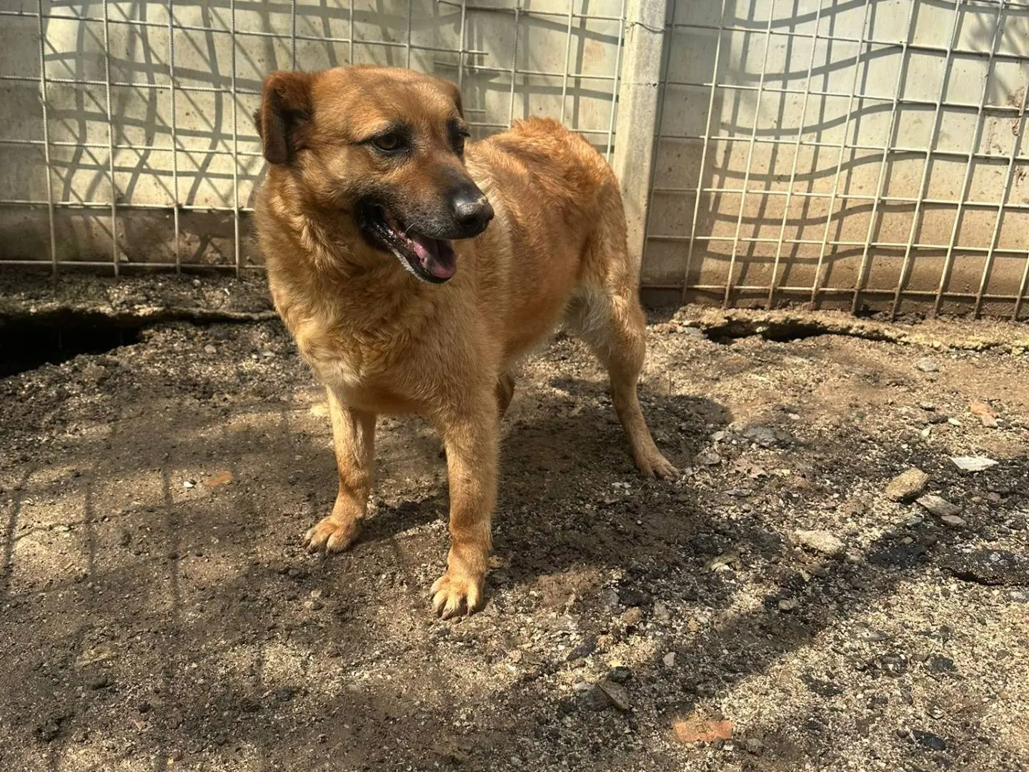 Adozione cane, femmina, Razza sconosciuta Razza sconosciuta, 4 anni, taglia media, Avellino