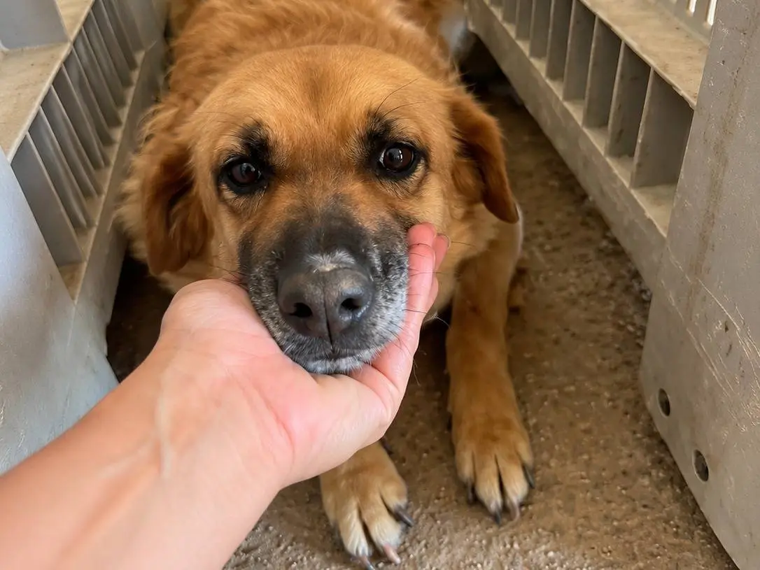 Adotta un cane, taglia media, femmina, Avellino