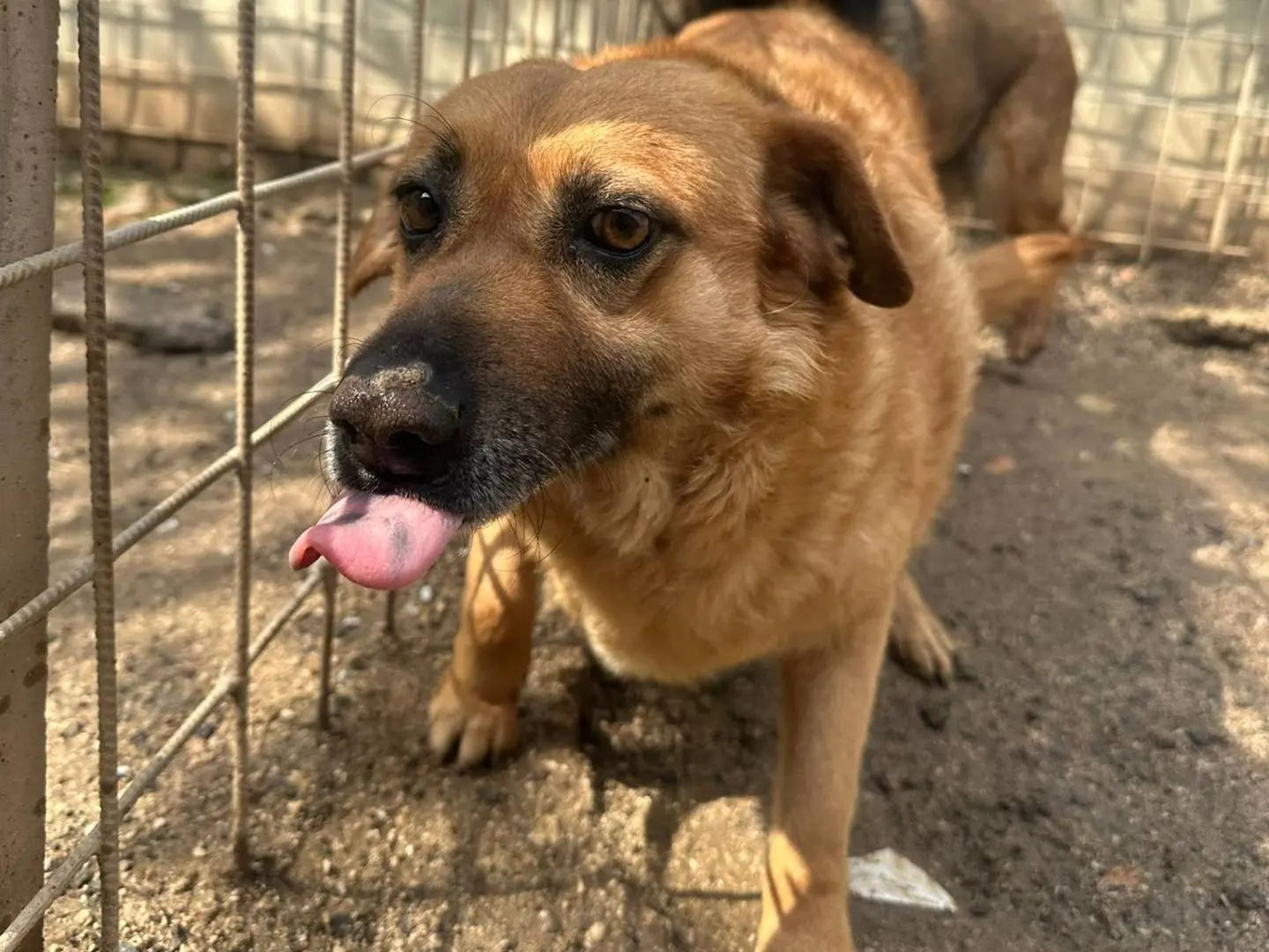 Adotta un cane, femmina, 4 anni, Avellino