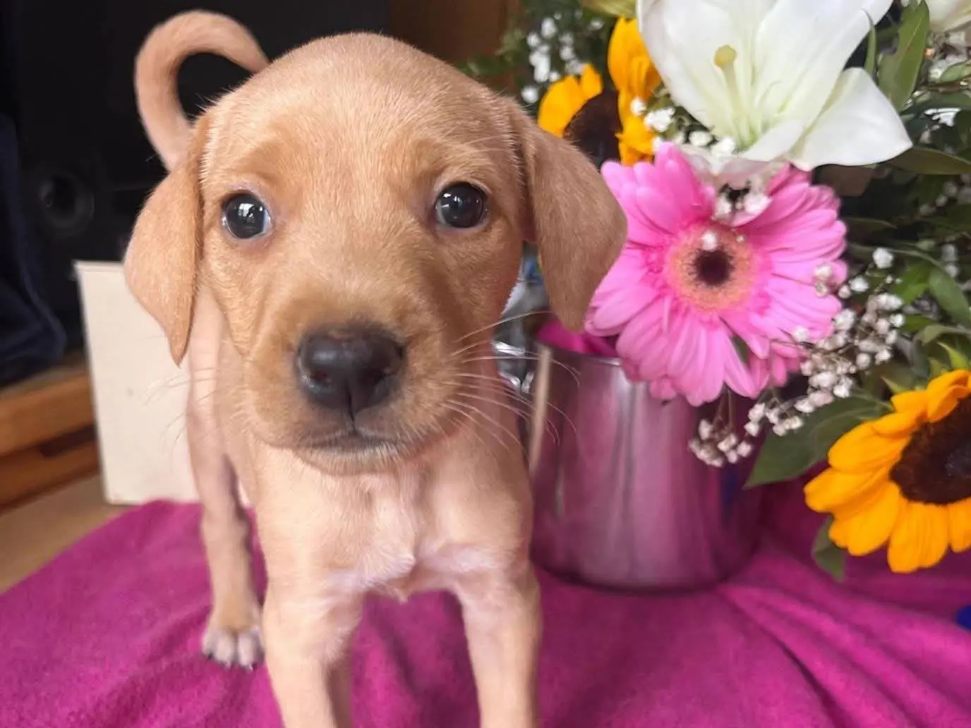 Adozione cane, femmina, Razza sconosciuta Razza sconosciuta, 2 mesi, taglia piccola, Cosenza