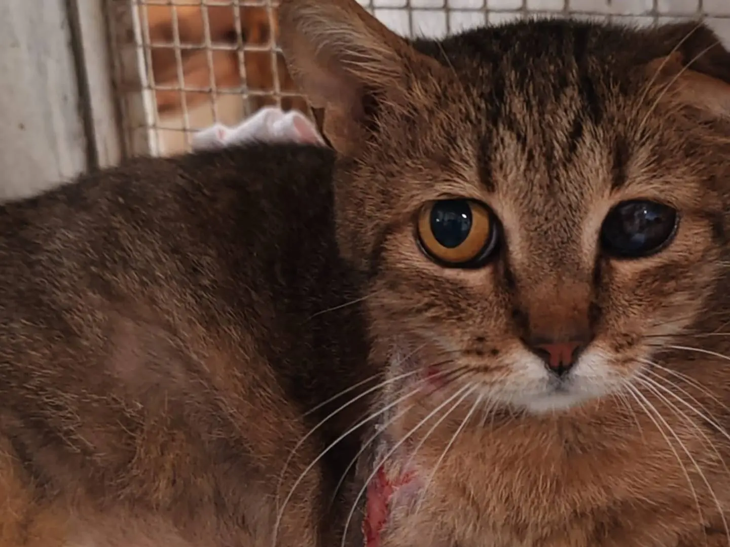 Adozione gatto, maschio, Razza sconosciuta Razza sconosciuta, 11 anni e 7 mesi, taglia non valida, Genova