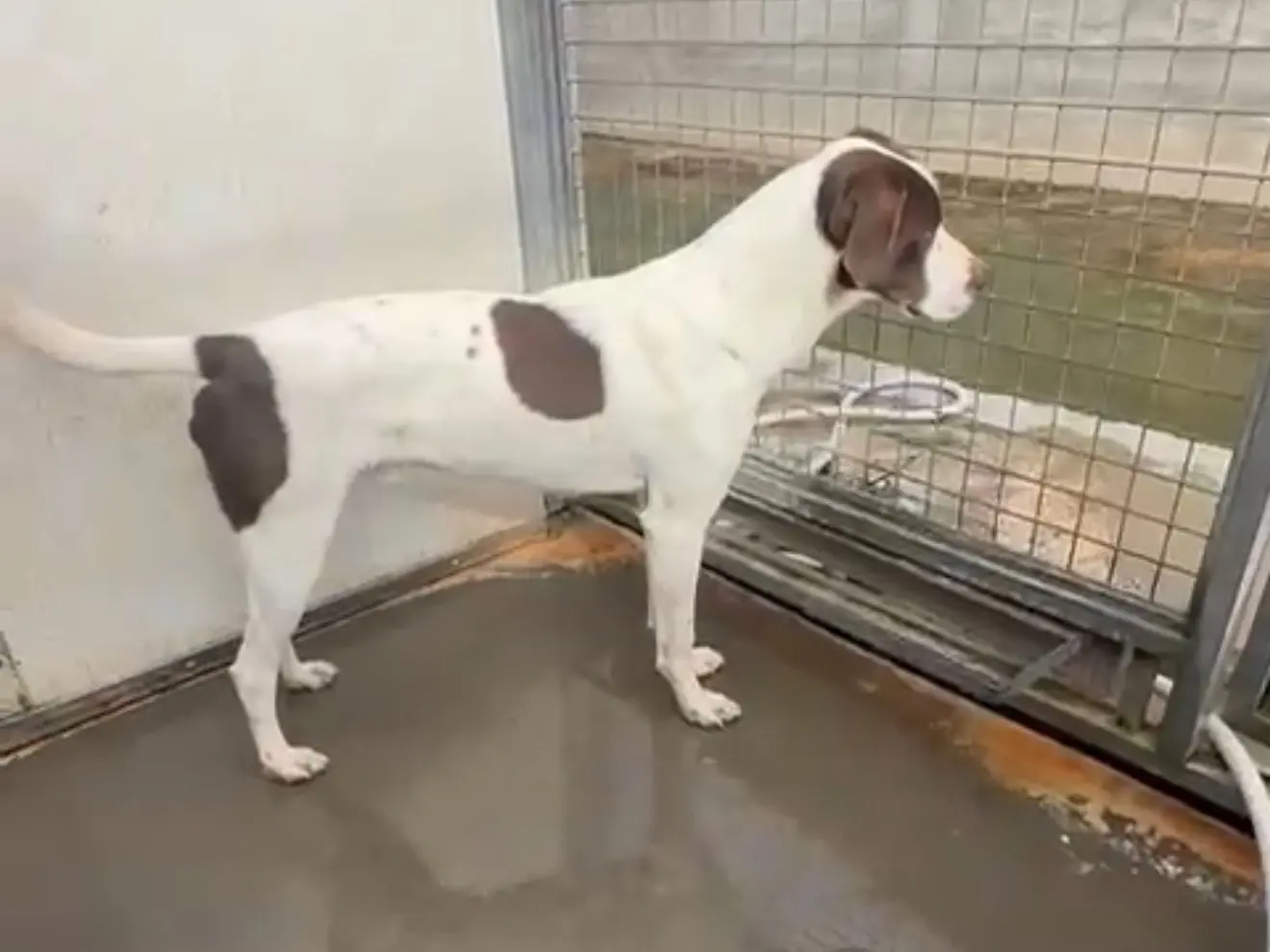Adotta un cane, taglia media, maschio, Latina