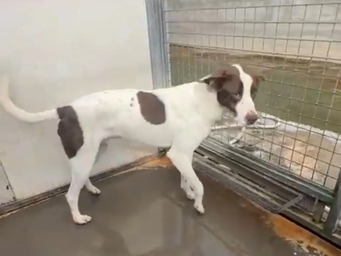 Adotta un cane, maschio, 3 anni e 9 mesi, Latina