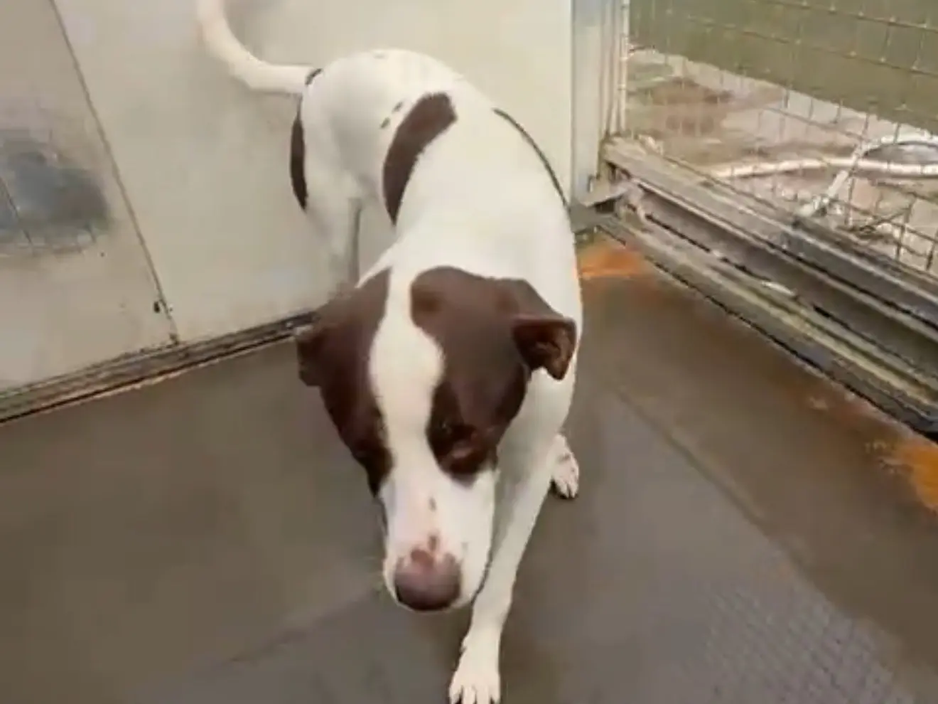 Adozione cane, maschio, Razza sconosciuta Razza sconosciuta, 3 anni e 9 mesi, taglia media, Latina