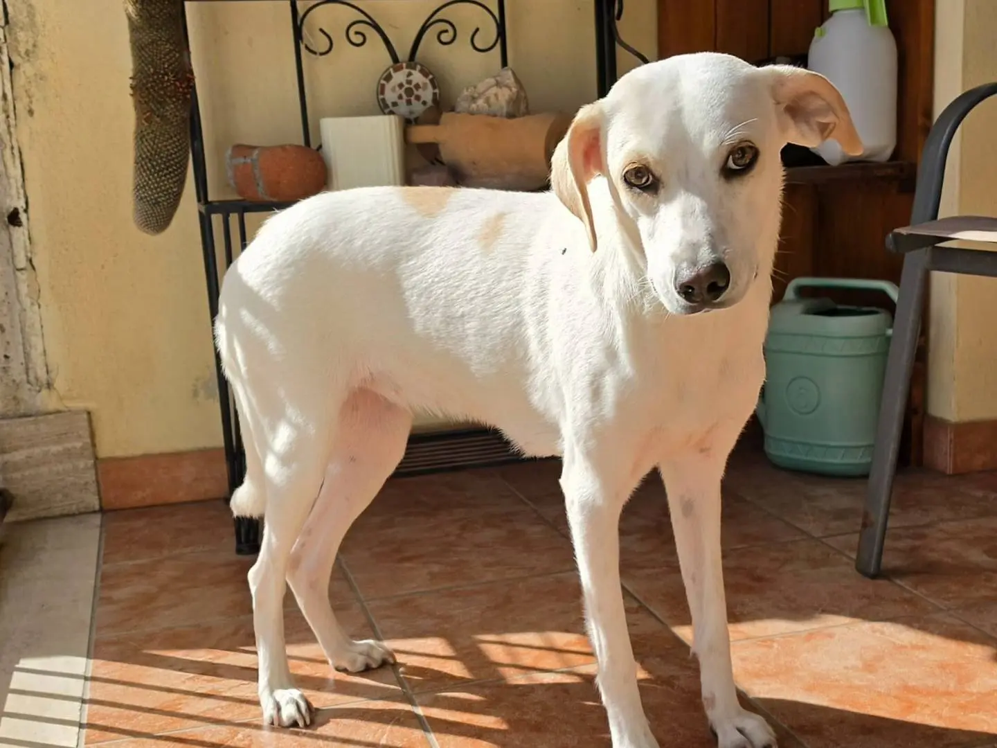 Adozione cane, femmina, Razza sconosciuta Razza sconosciuta, 7 mesi, taglia media contenuta, Taranto