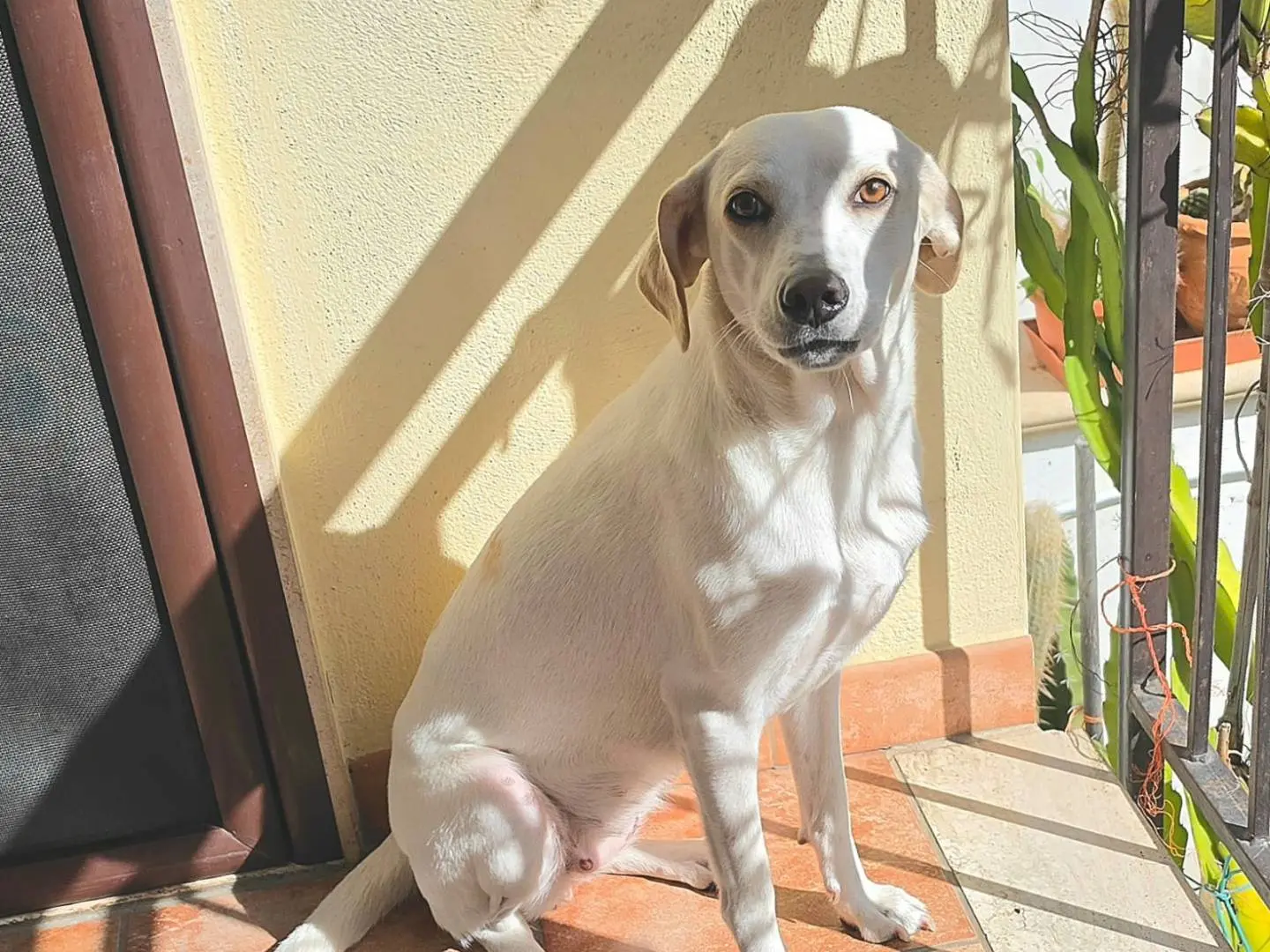 Adotta il cane Tea a Taranto