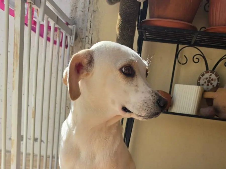 Adotta un cane, taglia media contenuta, femmina, Taranto