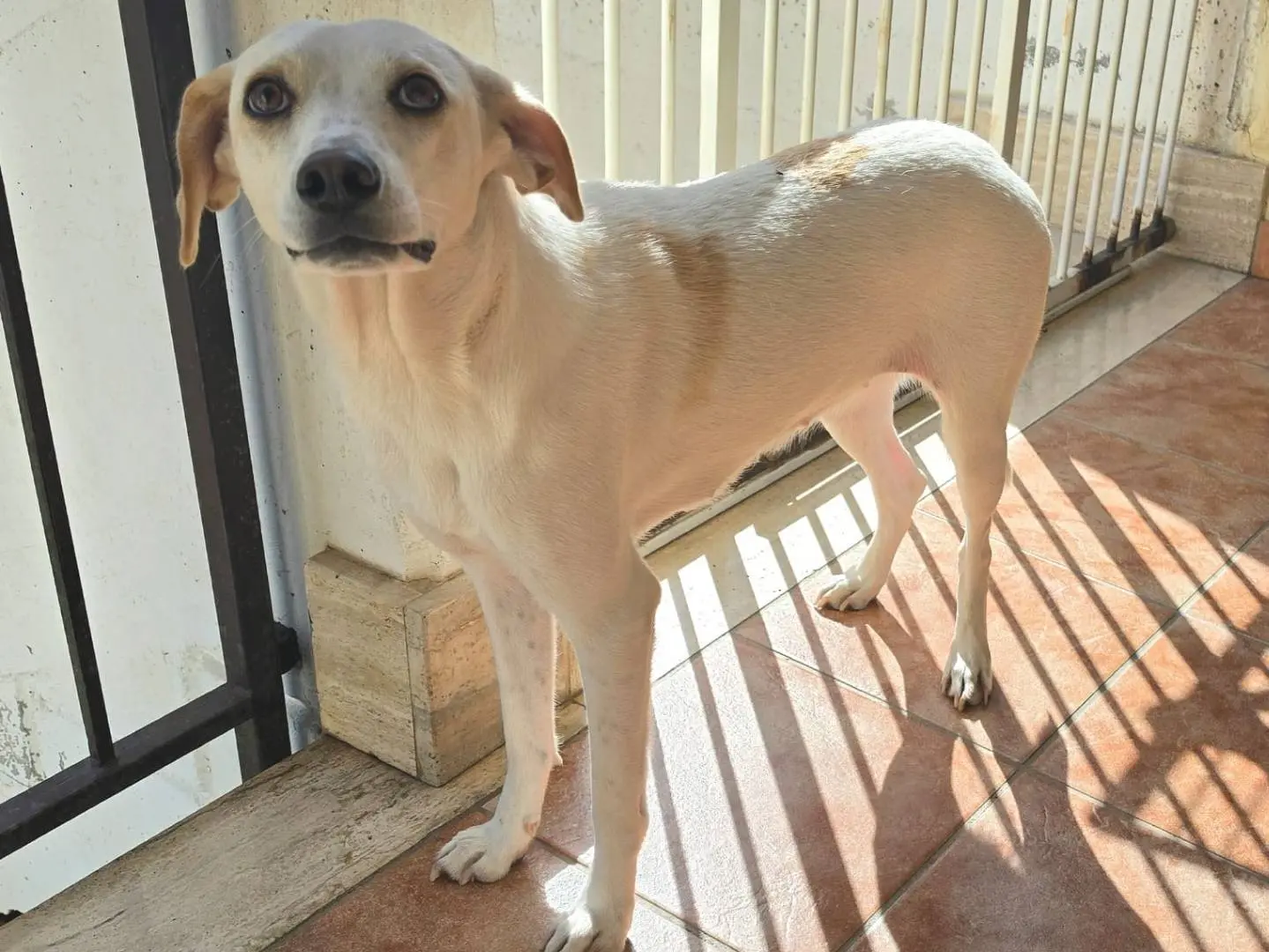 Vuoi adottare un cane a Taranto?
