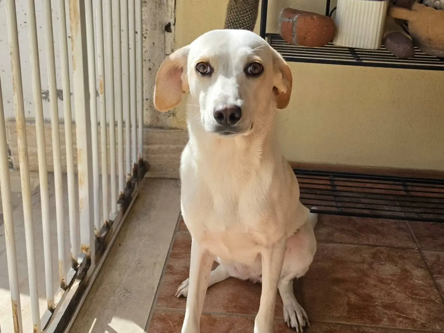 Adotta un cane, femmina, 7 mesi, Taranto