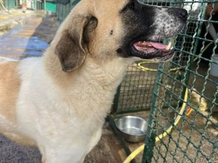 Foto 2 dell'animale