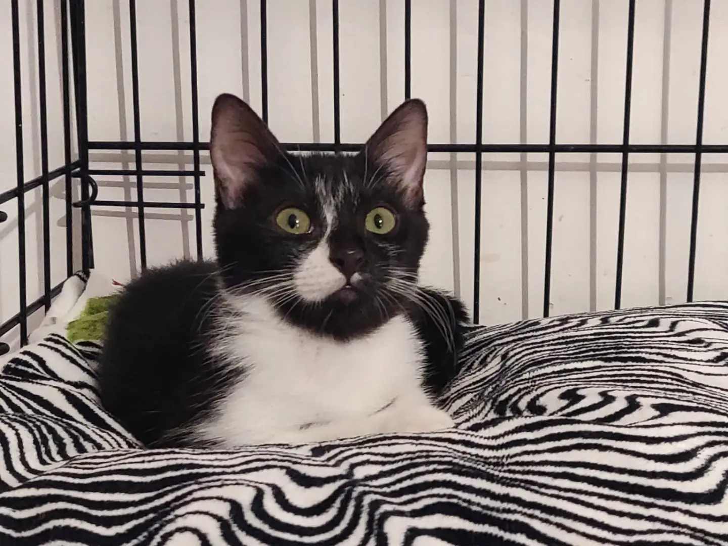 Adozione gatto, femmina, Razza sconosciuta Razza sconosciuta, 4 mesi, taglia non valida, Padova