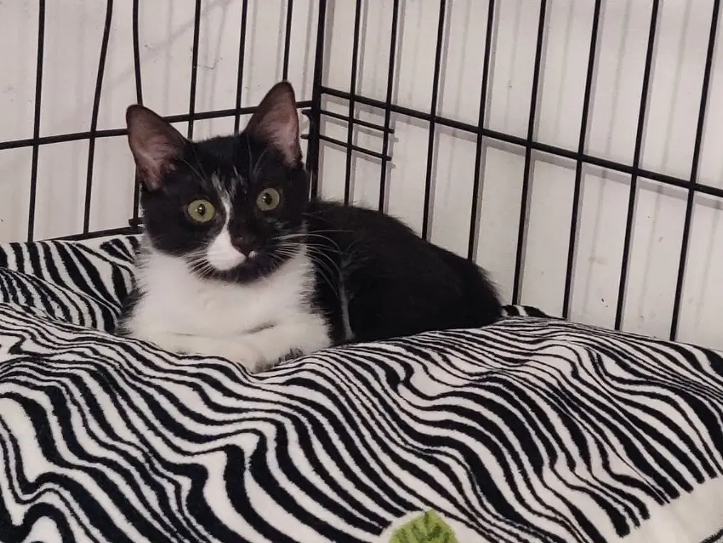 Adotta un gatto, femmina, 4 mesi, Padova