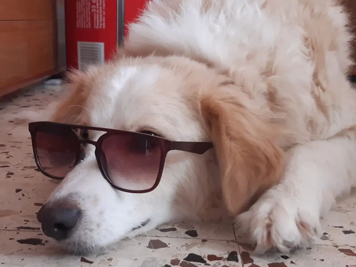 Vuoi adottare un cane a Enna?