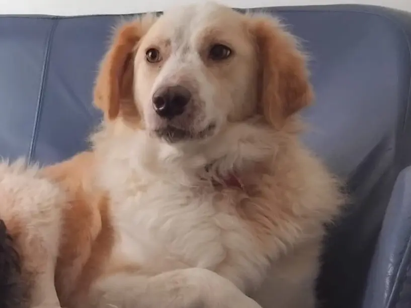 Adotta il cane Mirta a Enna