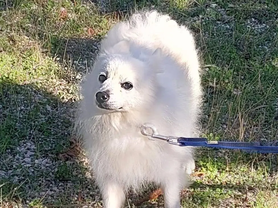 Adotta un cane, taglia piccola, maschio, Milano