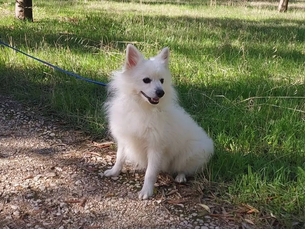 Adozione cane, maschio, Volpino di Pomerania Razza sconosciuta, 6 anni e 5 mesi, taglia piccola, Milano