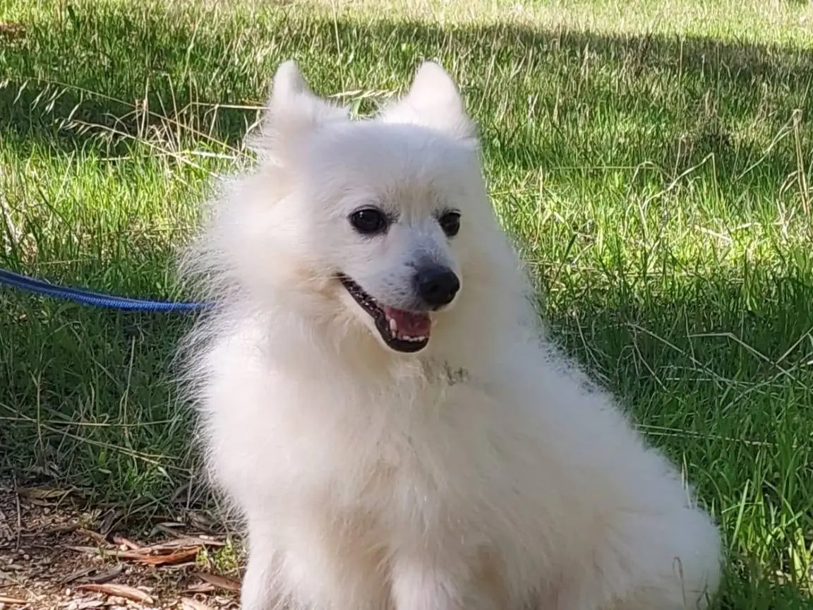 Adotta un cane, maschio, 6 anni e 5 mesi, Milano