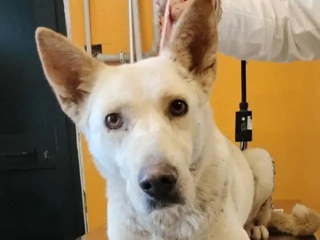 Adozione cane, femmina, Razza sconosciuta Razza sconosciuta, 3 anni e 6 mesi, taglia media, Viterbo
