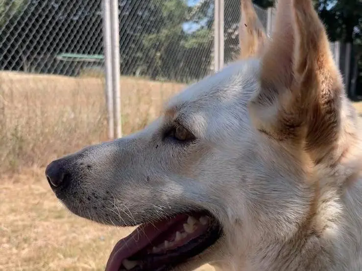 Adotta un cane, femmina, 3 anni e 6 mesi, Viterbo