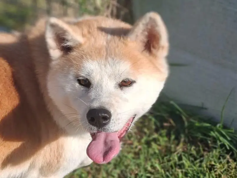 Adozione cane, femmina, Akita Razza sconosciuta, 5 anni, taglia media, Modena
