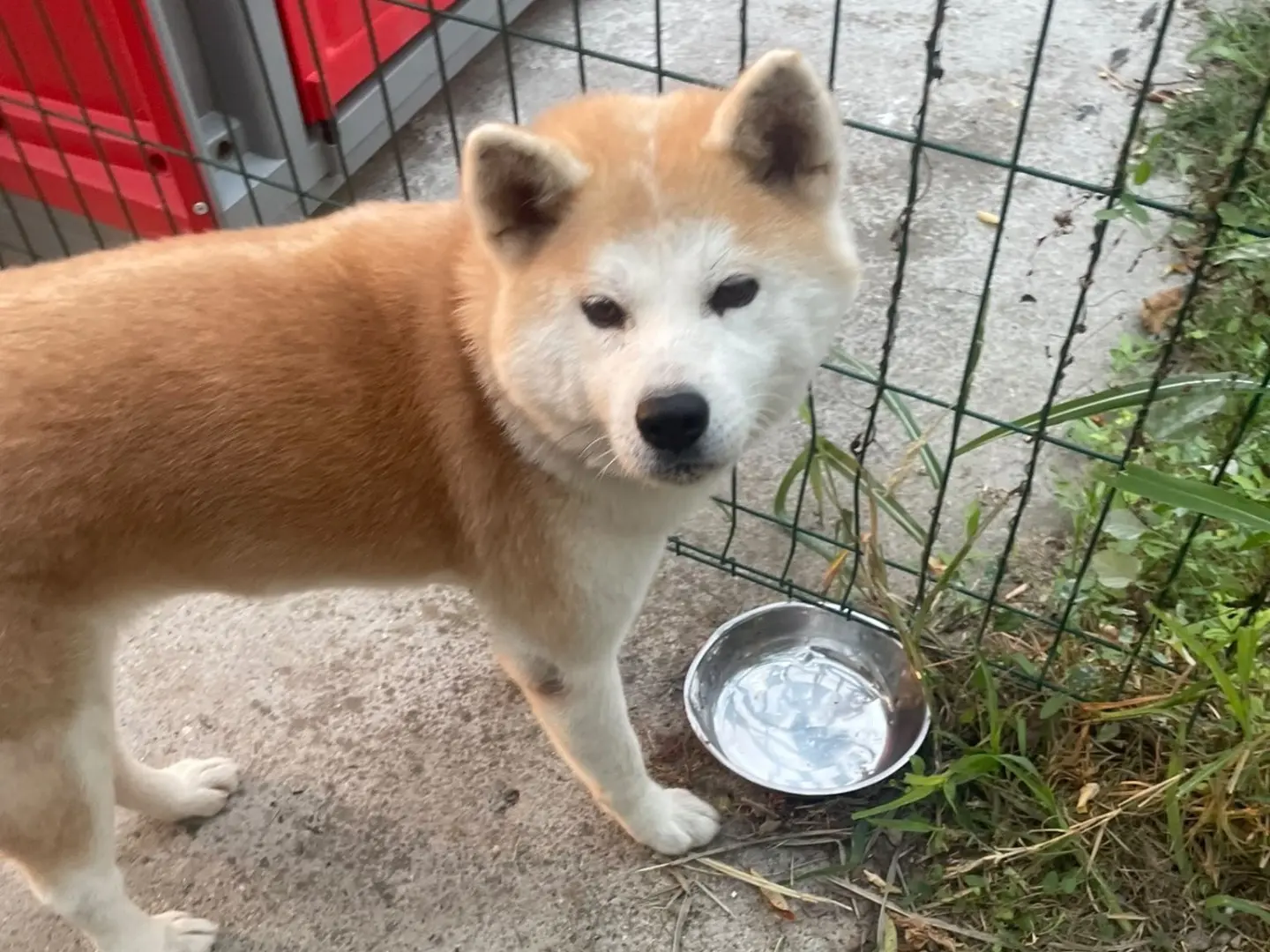 Adotta un cane, femmina, 5 anni, Modena