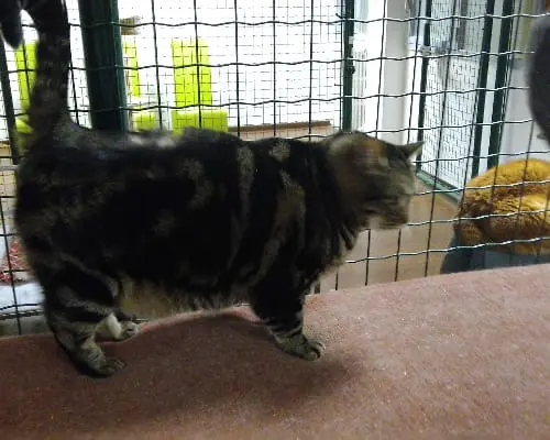 Vuoi adottare un gatto a Milano?