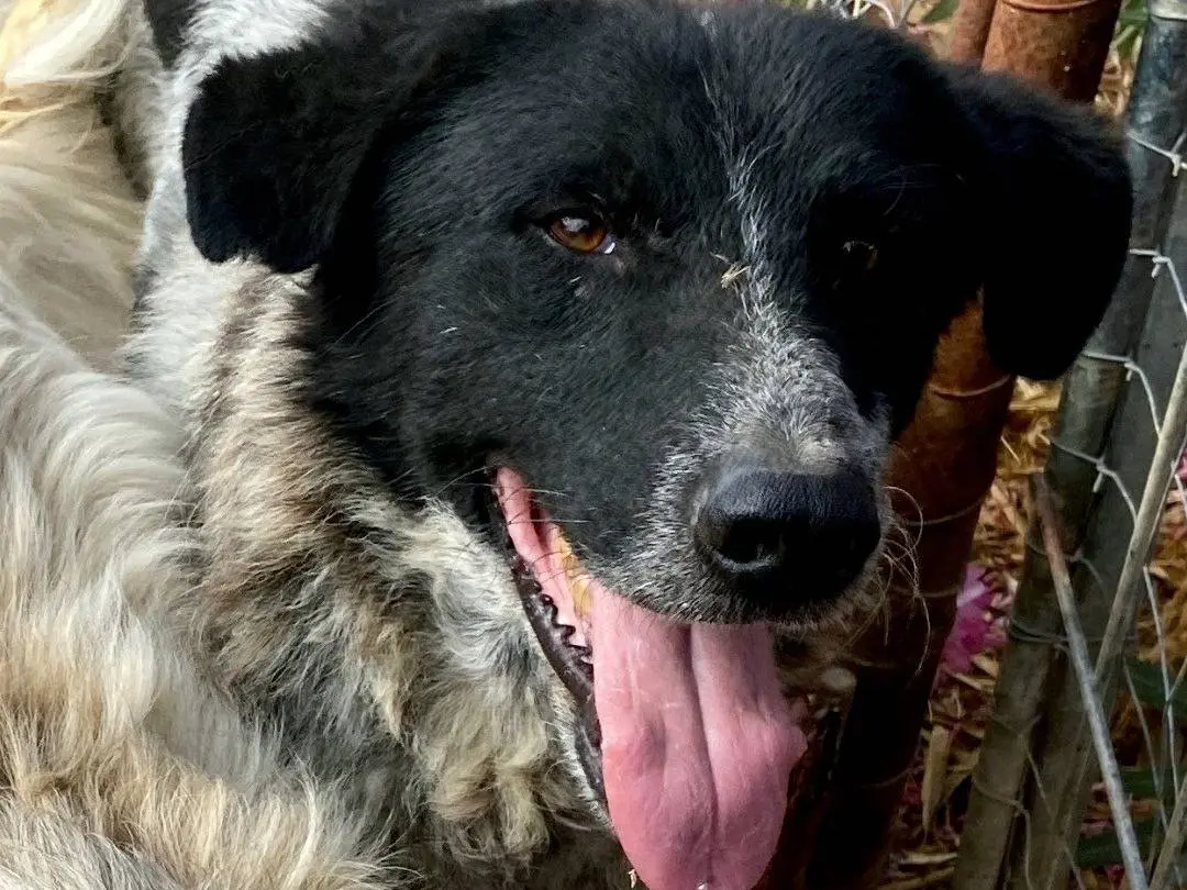 Adozione cane, maschio, Razza sconosciuta Razza sconosciuta, 10 anni e 10 mesi, taglia grande, Crotone