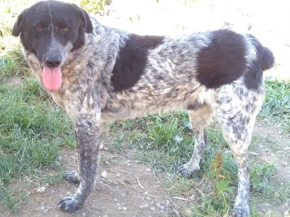 Adotta un cane, maschio, 10 anni e 10 mesi, Crotone