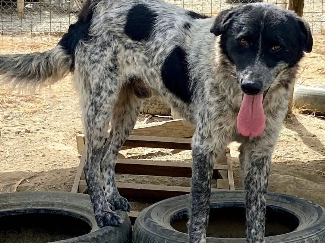 Adotta il cane huston a Crotone