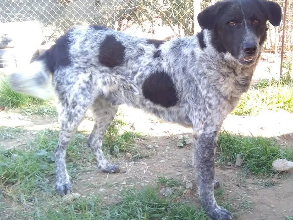 Adotta un cane, taglia grande, maschio, Crotone