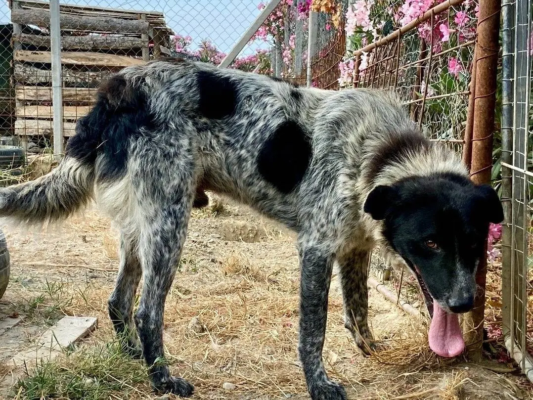 Vuoi adottare un cane a Crotone?