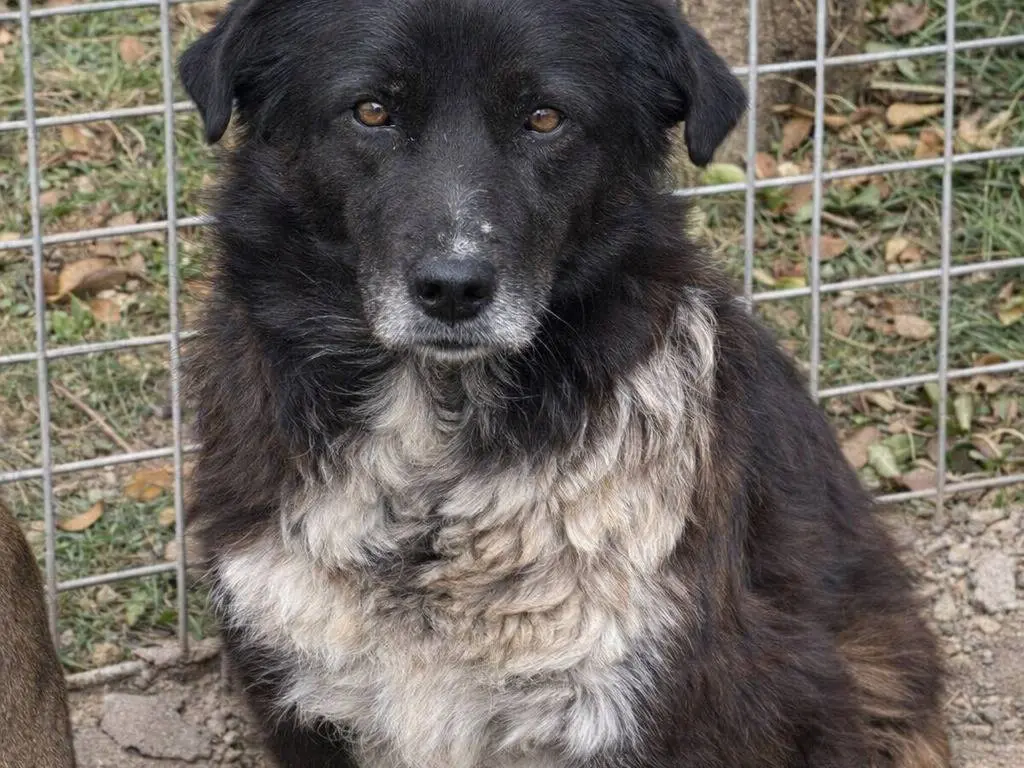 Adotta un cane, femmina, 12 anni, Avellino