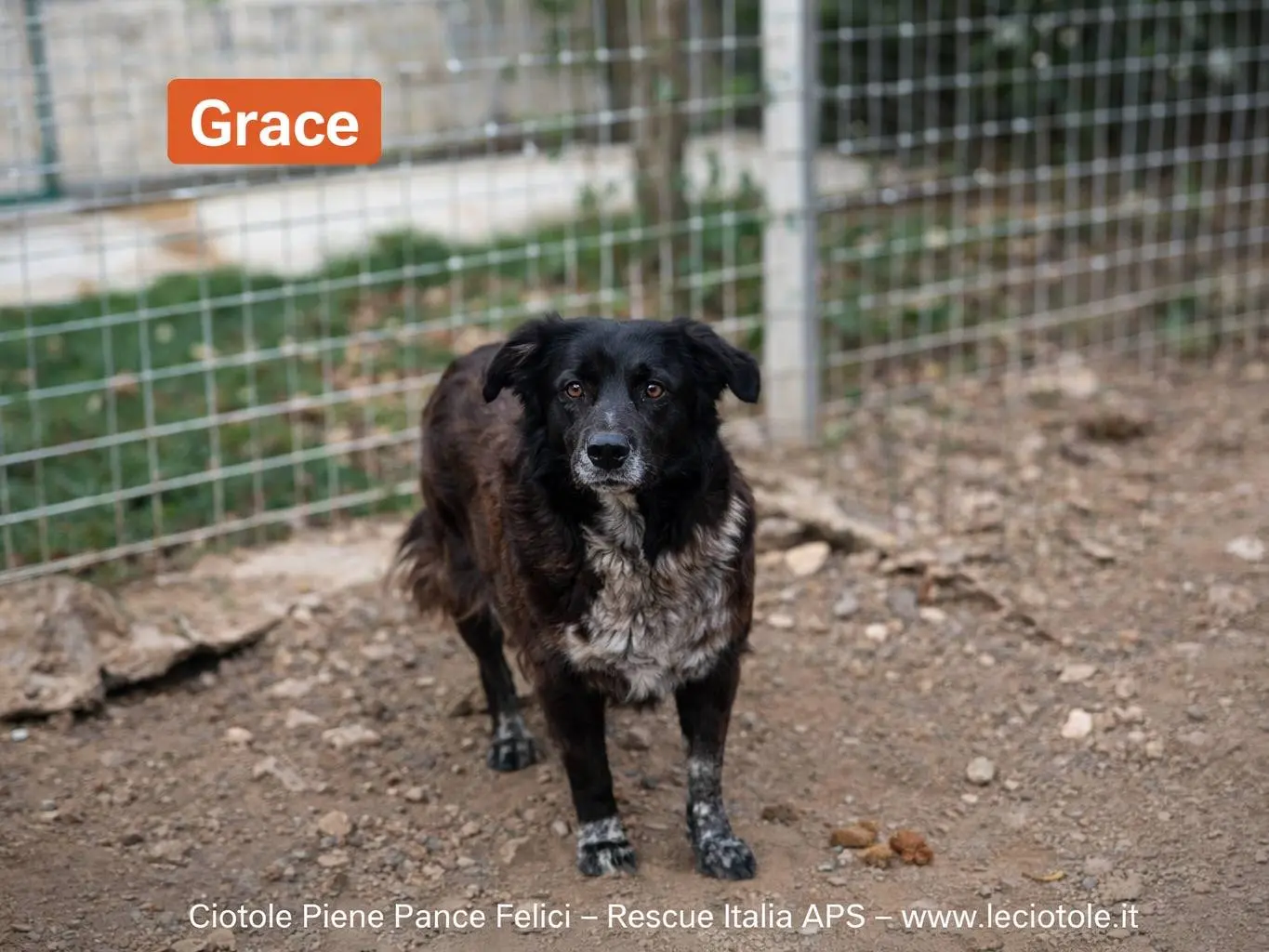 Adozione cane, femmina, Razza sconosciuta Razza sconosciuta, 12 anni, taglia grande, Avellino