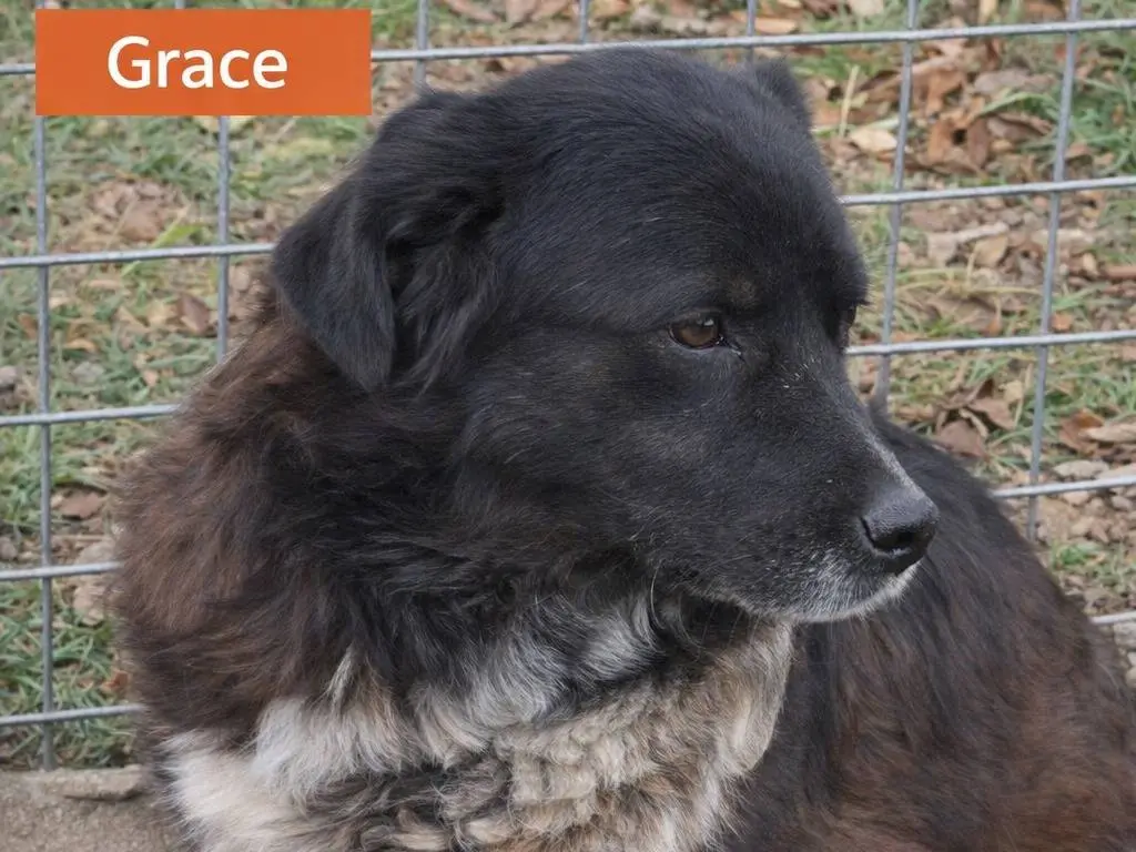 Adotta un cane, taglia grande, femmina, Avellino