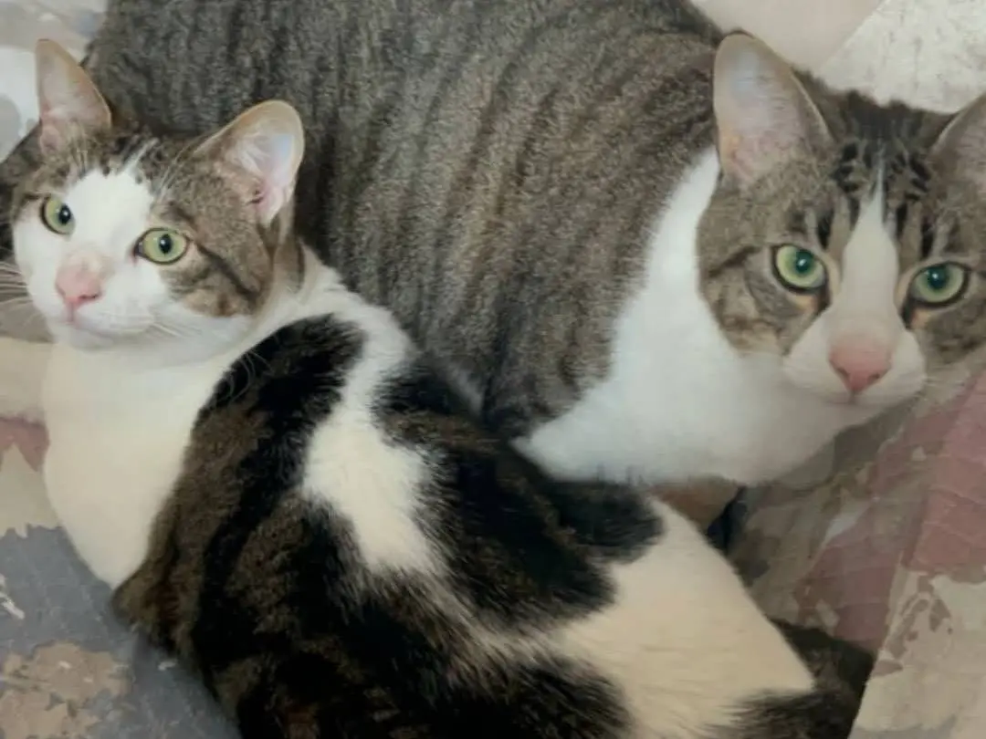 Adozione gatto, femmina, Razza sconosciuta Razza sconosciuta, 3 anni e 6 mesi, taglia non valida, Parma