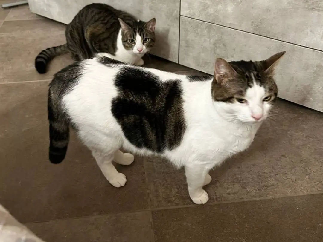 Adotta un gatto, femmina, 3 anni e 6 mesi, Parma