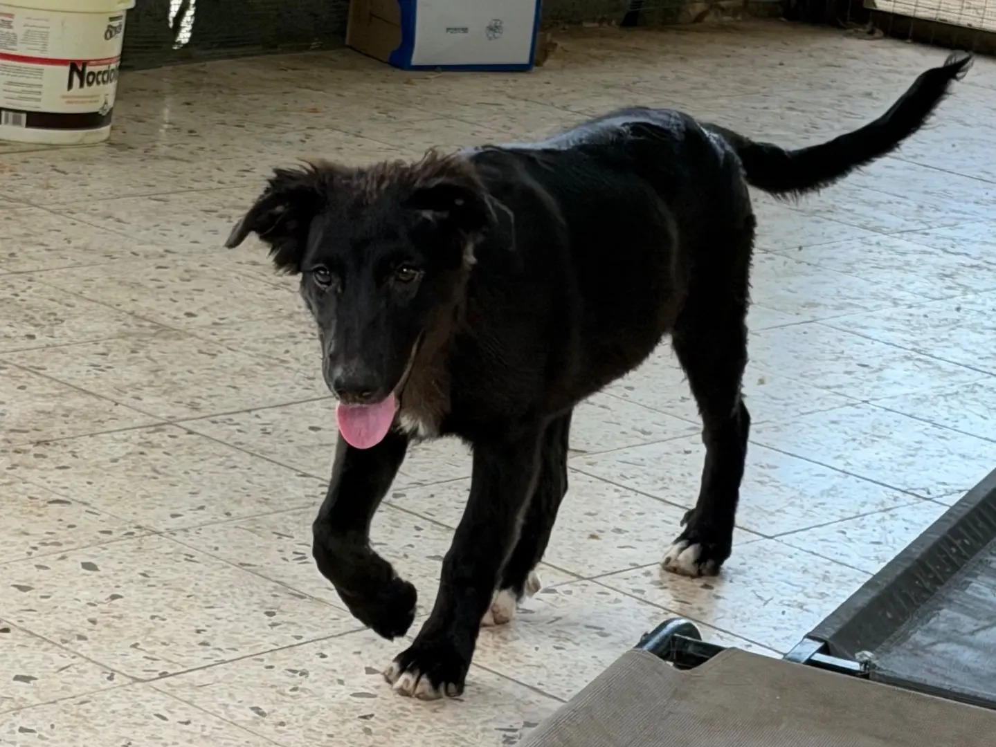 Adotta un cane, femmina, 7 mesi, Enna
